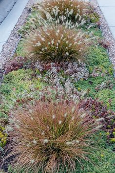 some very pretty plants by the side of the road with grass and flowers in it