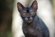 a black cat with yellow eyes looking at the camera