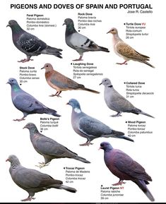 different types of pigeons and doves of spain and portugal - infographia com