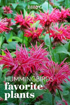 pink flowers with the words hummingbirds favorite plants