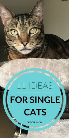 a cat sitting on top of a bed with the caption 11 ideas for single cats