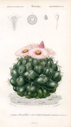 a drawing of a cactus with two flowers on top