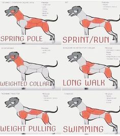 four different pictures of a dog with the words'weight pulling swimming'and'sprint / run '