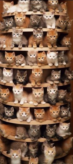 a large stack of cats sitting on top of each other in front of a wooden wall