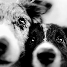 black and white photograph of two dogs looking at the camera with their eyes wide open