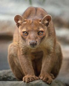 a close up of a small animal on a rock