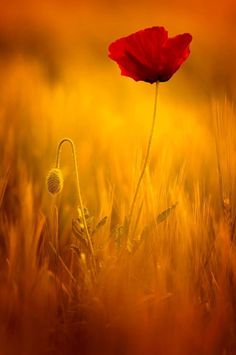 a single red flower in the middle of a grassy field with yellow and orange background