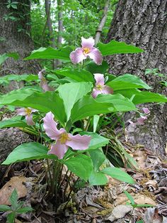 pink flowers blooming in the woods near a large tree with lots of green leaves