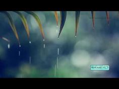 (4) Relaxing music and soft rain sounds | Beautiful Piano Music for Sleeping, Studying & Relaxing - YouTube Rain And Thunder Sounds, Relaxing Rain, Relaxing Rain Sounds, Spa Music, Insomnia Relief, Beautiful Piano, Sleep Insomnia, Relaxing Meditation