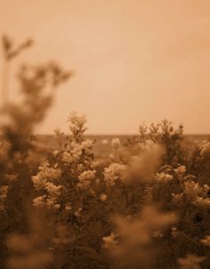 a sepia toned photo of flowers in the foreground