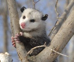 a ferret is sitting in a tree and looking at the camera with its paw on it