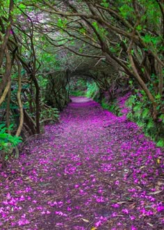 purple flowers are blooming on the ground near trees