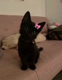 a small black kitten with a pink bow sitting on a couch next to stuffed animals