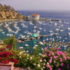 a harbor filled with lots of boats next to a hillside covered in pink and white flowers