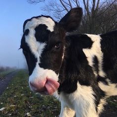 a black and white cow sticking its tongue out