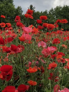 a field full of red and pink flowers