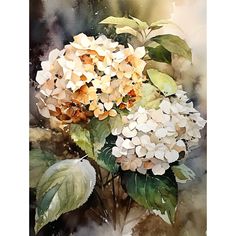 watercolor painting of white and brown hydrangeas with green leaves on the stems