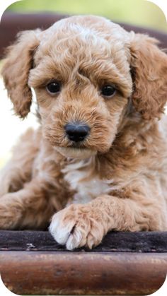 a small brown dog sitting on top of a wooden chair