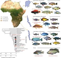 an illustrated map with different types of fish in africa and the middle east on it