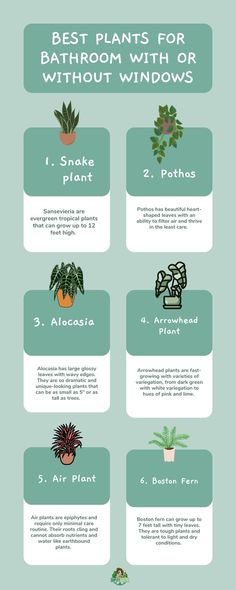 the best plants for bathroom with or without windows infographical poster showing different types of houseplants