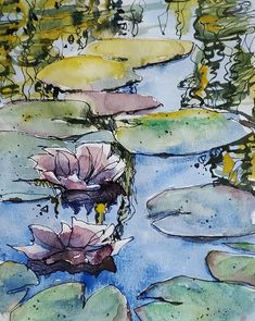 water lilies are floating in the pond