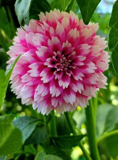 a pink and white flower with green leaves around it's center in the sun