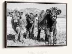 black and white photograph of three baby cows standing in a field with mountains in the background