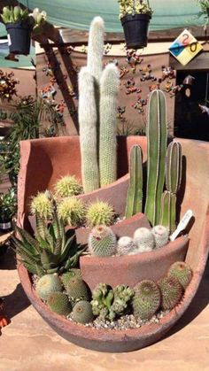 there are many different types of cactus in this planter