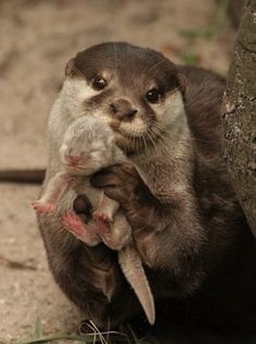 an otter holding its baby in it's arms with the caption, my grace is sufficient for you for my power is being perfected in your weakness 2 corinhans