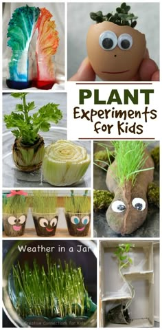 plant experiments for kids that are fun to make