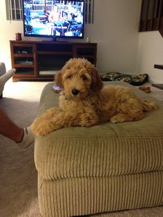 a brown dog laying on top of a couch in front of a flat screen tv