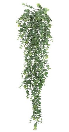 a green plant with lots of leaves hanging from it's side on a white background