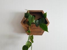 a plant is growing out of a wooden hexagonal container on the wall,