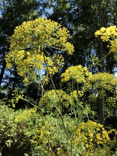 some very pretty yellow flowers by some trees