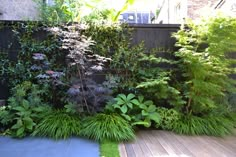 a wooden deck surrounded by lush green plants