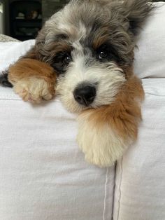 a small dog laying on top of a white couch with his paw resting on the pillow