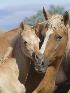 two brown horses standing next to each other