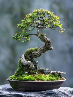 a bonsai tree in a bowl with moss growing on it