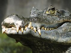 an alligator's head with its mouth open and teeth still attached to the body