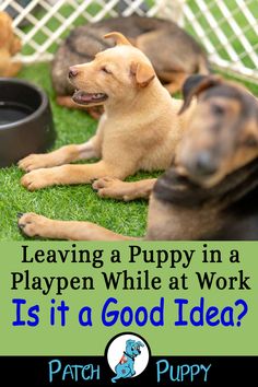 three dogs laying on the grass with their bowls in front of them and text saying leaving a puppy in a playpen while at work is it a good idea?