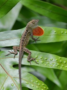 a small lizard sitting on top of a green leaf