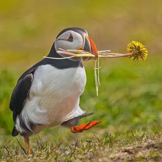 a puffy bird with a flower in its beak