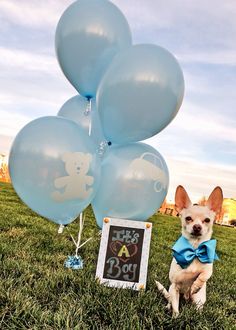 a small dog is sitting in the grass with balloons and a sign that says it's a boy