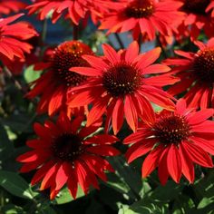 many red flowers with green leaves in the foreground and blue sky in the background