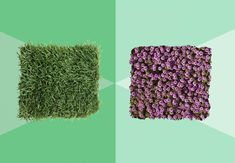 two different types of artificial grass with purple flowers in the middle and green area behind them