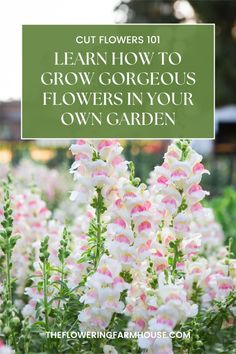 white and pink flowers with text overlay that says, learn how to grow gorgeous flowers in your own garden