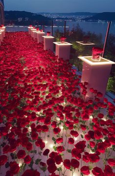 red flowers are lit up in the middle of a walkway with benches and lights on each side