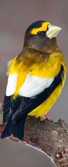 a yellow and black bird sitting on top of a tree branch