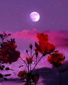 some red roses are in front of a purple sky with the moon and stars above them