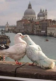 two seagulls are standing on the edge of a pier near water and buildings